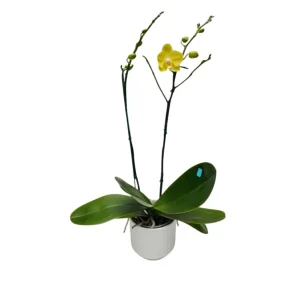 Orquídea "Savona" 2 Varas