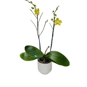 Orquídea "Savona" 2 Varas Premium
