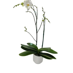 Orquídea "Cambridge" 3 varas premium