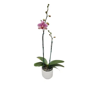 Orquídea "GOTTEBORG" 2 Varas