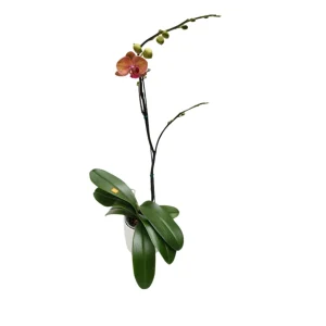 Orquidea "GOLDEN LEOPARD"