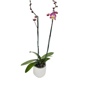 Orquídea "SUNCA" 2 varas