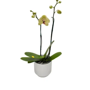 Orquídea "Albufeira"