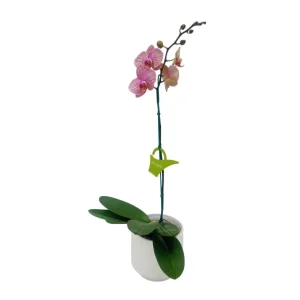 Orquidea "Jupiter" Mediana
