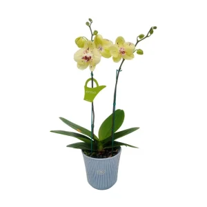 Orquídea "Pescara" 2 varas