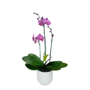 Orquídea "MILWAKEE" 3 varas Premium