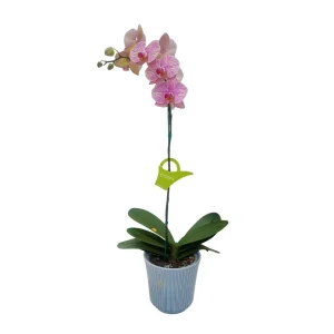Orquidea "Jupiter" Mediana