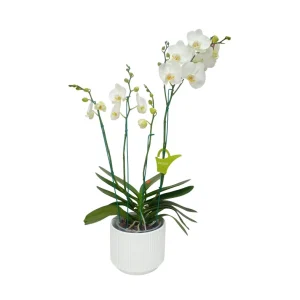 Orquidea "Cambridge" 4 Varas Super Premium