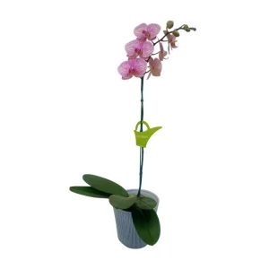 Orquidea "Jupiter" Mediana