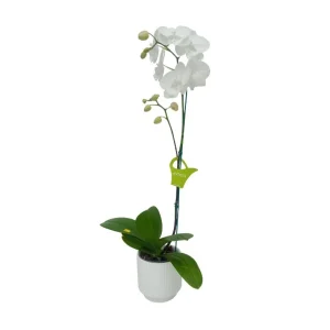 Orquídea "Manta Gili" Mediana