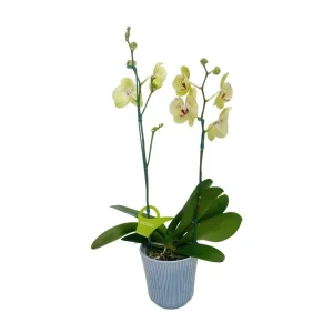 Orquídea "Pescara" 2 varas Premium