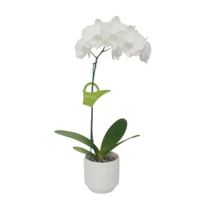 Orquídea "Manta Gili" Mediana