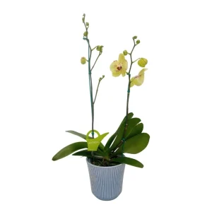 Orquídea "Pescara" 2 varas Premium