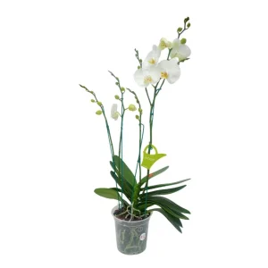 Orquidea "Cambridge" 4 Varas Super Premium