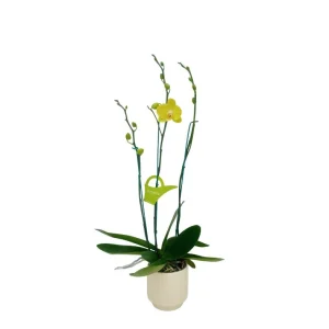 Orquídea "Savona" 3 Varas Super Premium