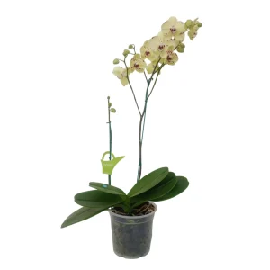 Orquídea "Pescara" 2 varas Premium con varas lateral