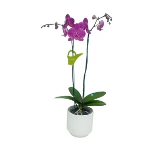Orquídea "PINK LEOPARD" 2 varas Premium