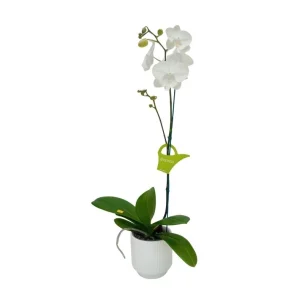 Orquídea "Manta Gili" Mediana