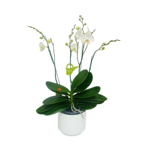Orquidea "Cambridge" 4 Varas Super Premium