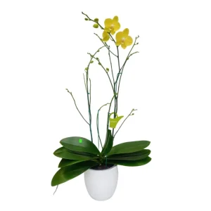 Orquídea "Savona" 4 Varas Super Premium