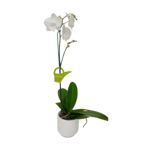 Orquídea "Manta Gili" Mediana