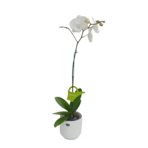 Orquídea "Manta Gili" Mediana
