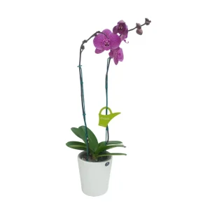 Orquídea "PINK LEOPARD" 2 varas Premium