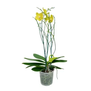 Orquídea "Savona" 3 Varas Super Premium con varas lateral