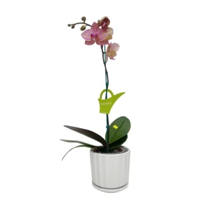 Orquidea "Jupiter" Mediana