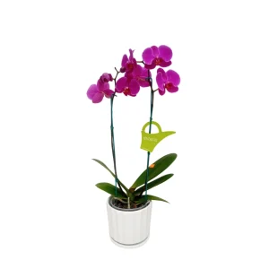 Orquídea "LUSAKA" 2 varas