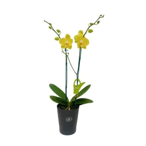 Orquídea "Savona" 2 Varas