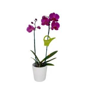 Orquídea "LUSAKA" 2 varas