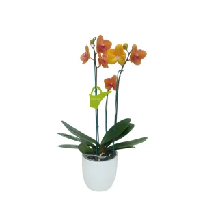Orquídea "Bologna" 3 varas Premium