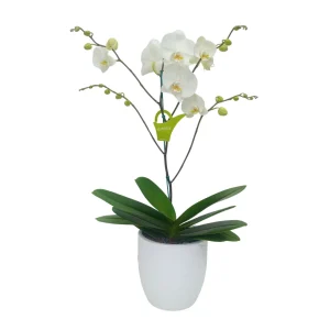Orquidea "Cambridge" con Varas laterales Super Premium