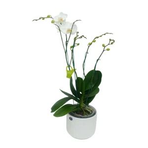 Orquidea "Cambridge" 4 Varas Super Premium