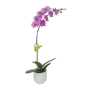 Orquídea «Minneapolis» Mediana