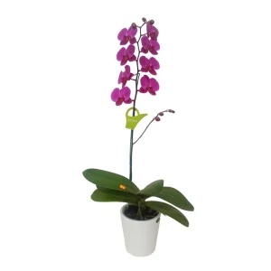 Orquídea "LUSAKA" con vara lateral
