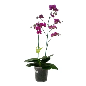 Orquídea "BLOEMFONTEIN" 2 varas Premium con varas lateral