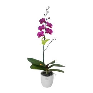 Orquídea "LUSAKA" con vara lateral