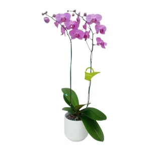 Orquídea «Minneapolis» 2 varas Premium