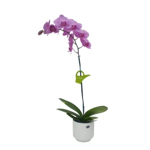 Orquídea «Minneapolis» Mediana
