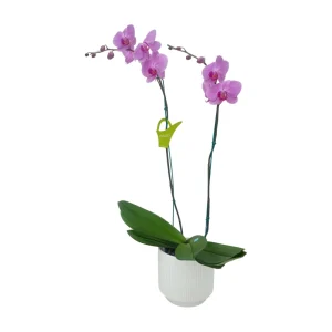 Orquídea «Minneapolis» 2 varas Premium