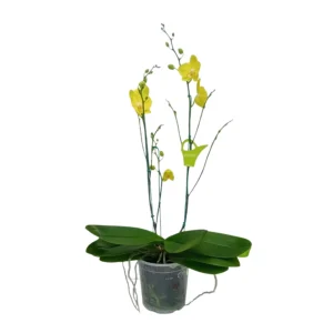 Orquídea "Savona" 3 Varas Super Premium con varas lateral