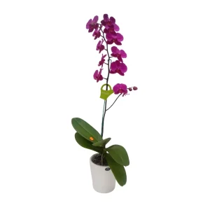 Orquídea "LUSAKA" con vara lateral