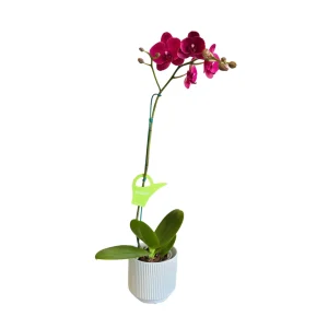Orquídea «Montreux» Mediana -Ica