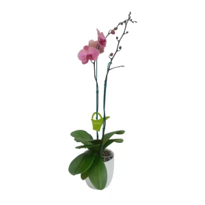 Orquidea "LOVE DAY" 2 varas Premium