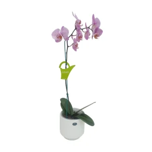 Orquídea «Formation» Mediana