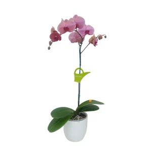 Orquidea "LOVE DAY" con vara lateral